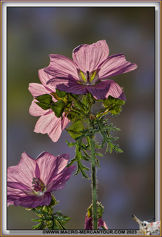 Mauve alcée
